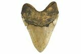 Serrated, Fossil Megalodon Tooth - Huge NC Meg #298816-2